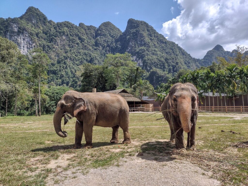 Two Asian elephants roam a natural sanctuary in Thailand surrounded by lush mountains and greenery.