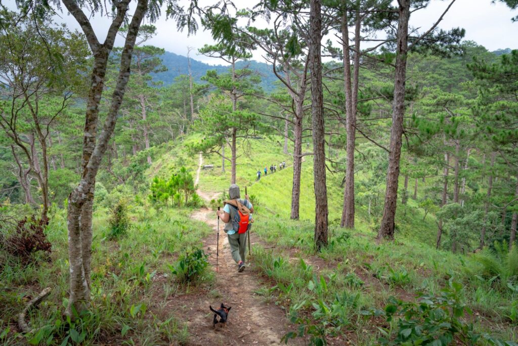 Back view of anonymous person with backpack walking with dog on path in forest while catching up with group of hikers ahead in mountain terrain on summer day